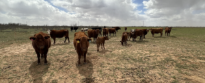 cows in pasture